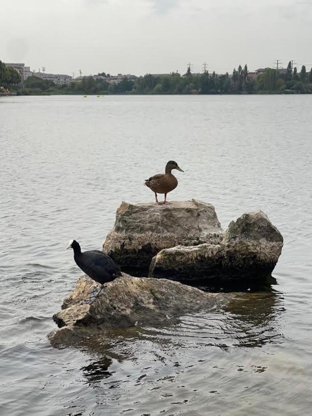 Vue Exceptionnelle Sur Le Lac Créteil Buitenkant foto